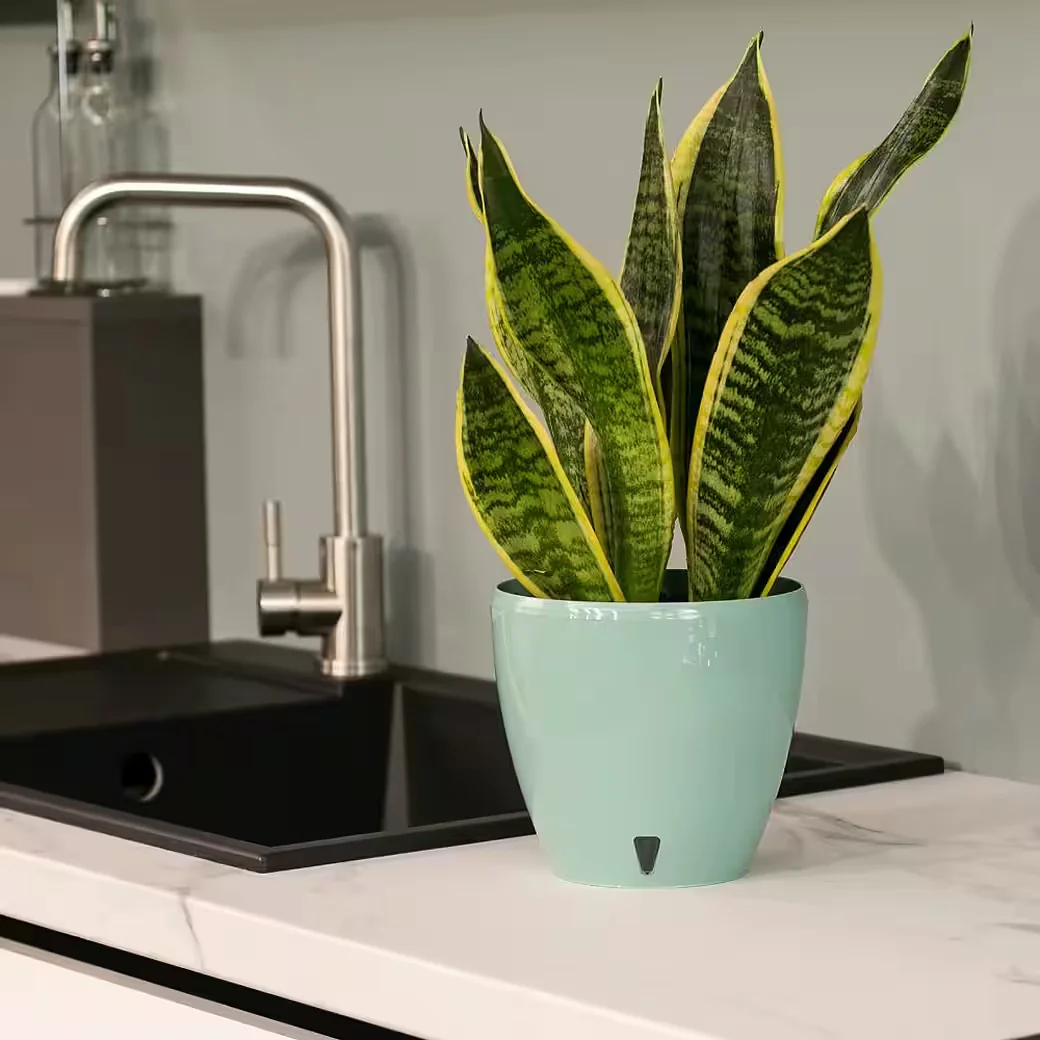 HAPPY PLANTS Deco Twin Selbstbewässerungstopf mit Wasserstandsanzeige